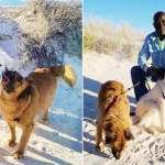 Two photos side-by-side, one with Patricia and one with Bruce, both posing by their dogs on a beach.